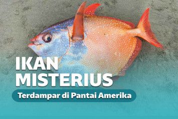 Opah