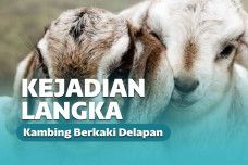 Aneh bin ajaib! Telah dilaporkan lahir seorang bayi kambing dengan kondisi fisik yang tak wajar.