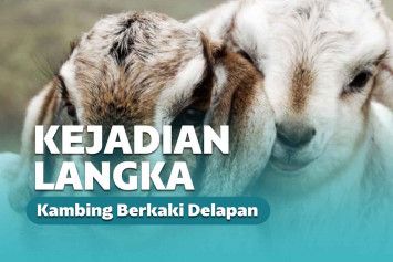 Aneh bin ajaib! Telah dilaporkan lahir seorang bayi kambing dengan kondisi fisik yang tak wajar.