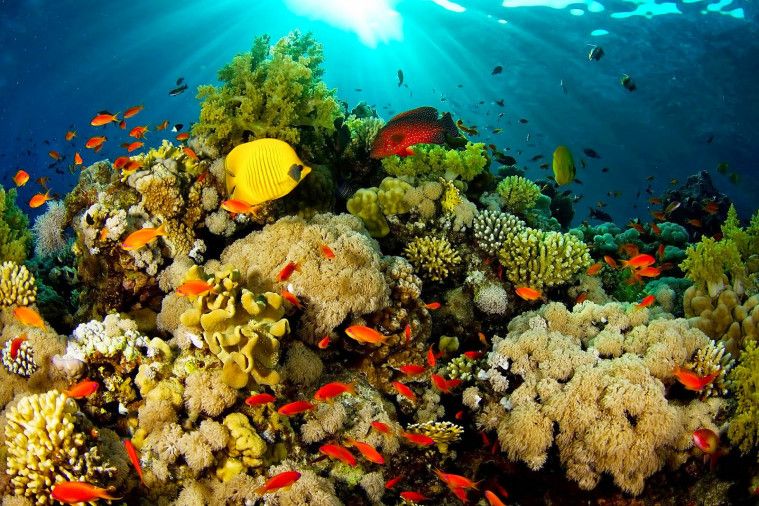  Wisata Bawah Laut dengan 7 Diving Spot Terbaik di Indonesia