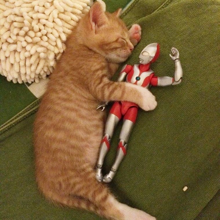 Potret Lucu Kucing Sama Ultraman Ini Bikin Gemas!
