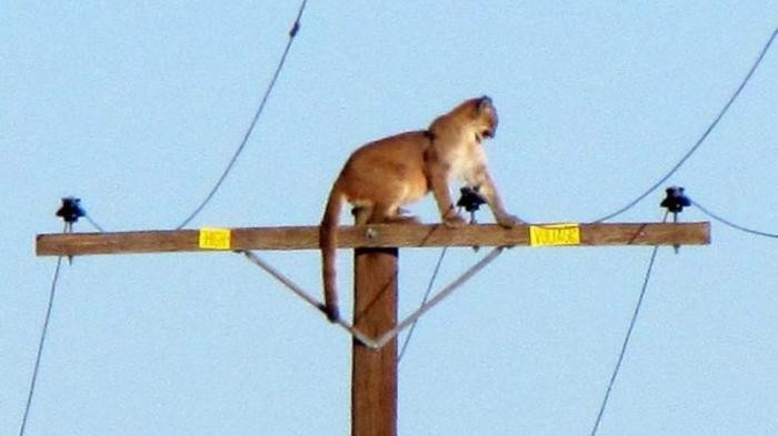 singa gunung atau puma