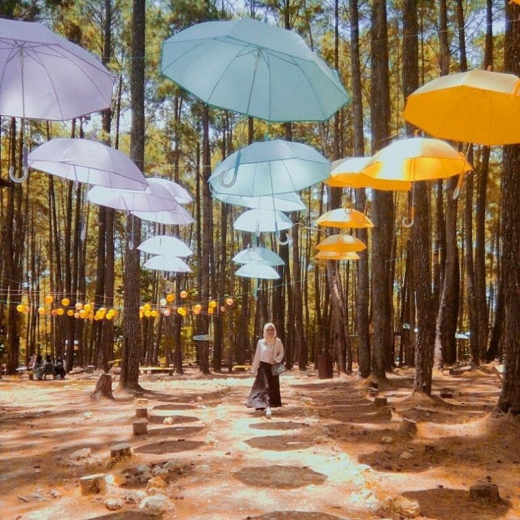 7 Wisata Hutan Pinus yang Cocok untuk Sesi Foto Prewedding