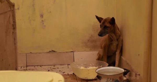 anjing setia