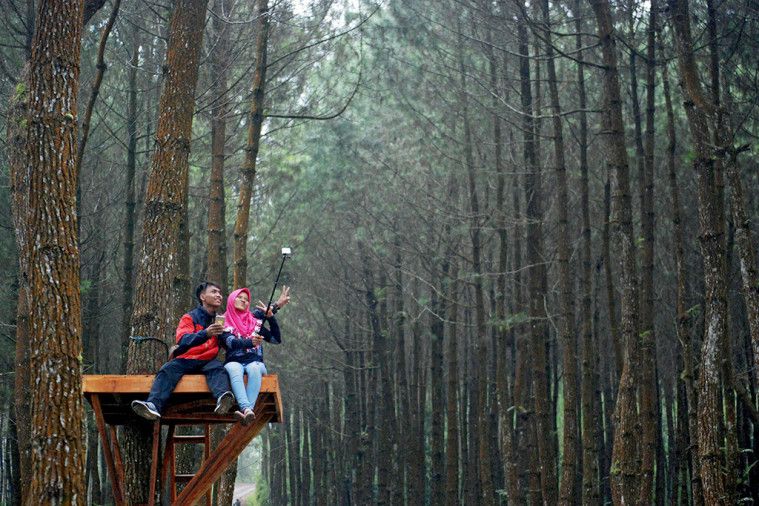 wisata-hutan-pinus