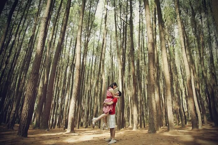 wisata-hutan-pinus