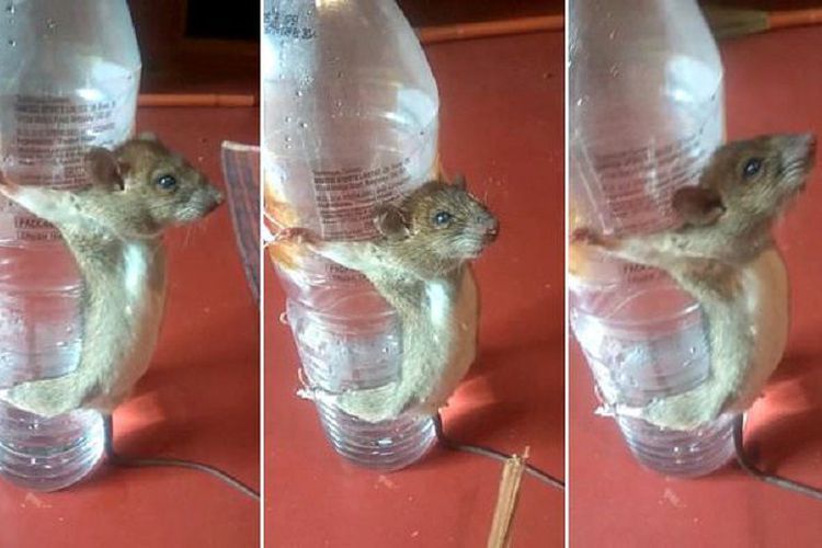 Tikus diikat di botol