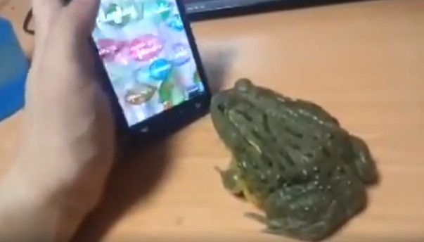 kodok sedang melihat layar smartphone