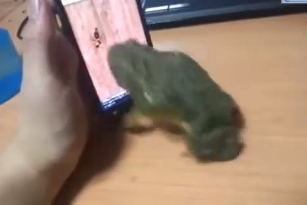 kodok menangkap semut