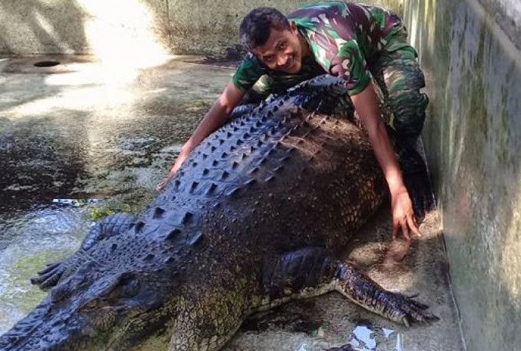 Buaya Australia migrasi ke Indonesia