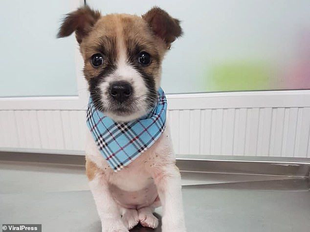 Khemjira Klongsanun menggendong anak anjing saat lomba