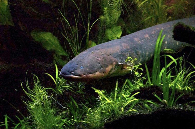 Inilah 4 Jenis Ikan Paling Berbahaya di Sungai Amaz