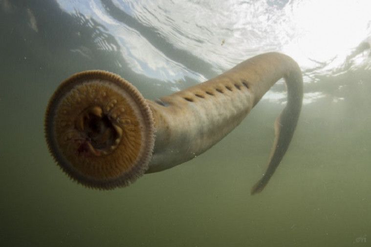 Lamprey