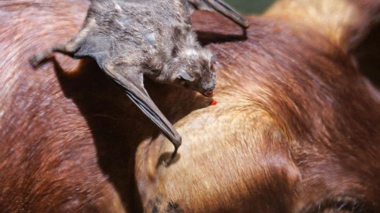 Vampire bat