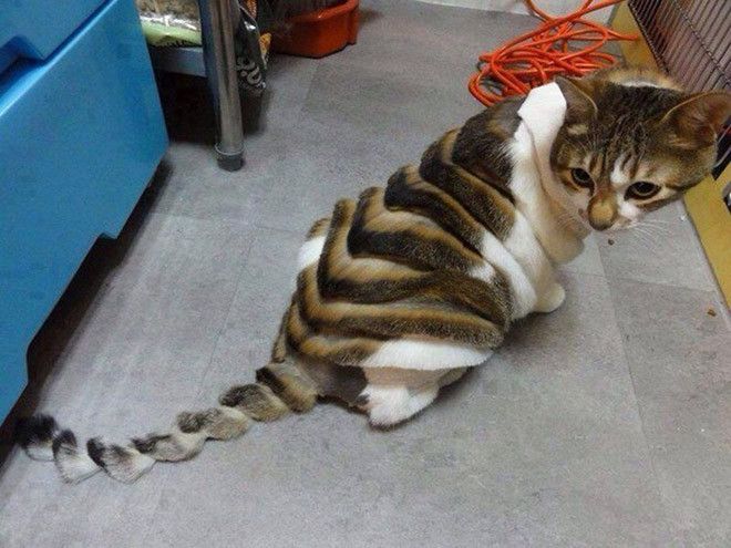 Kucing bergaya dinosaurus