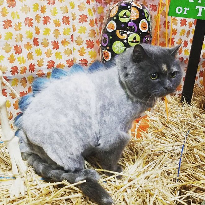 Kucing bergaya dinosaurus