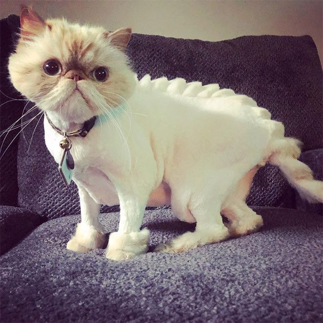 Kucing bergaya dinosaurus