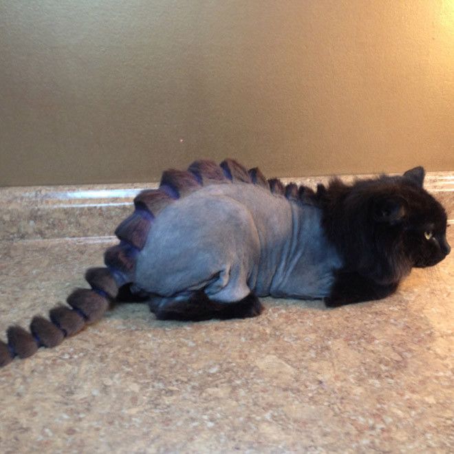 Kucing bergaya dinosaurus