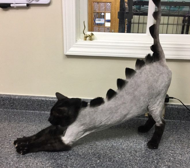 Kucing bergaya dinosaurus