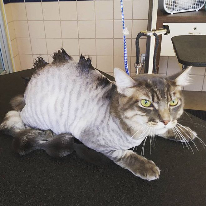 Kucing bergaya dinosaurus