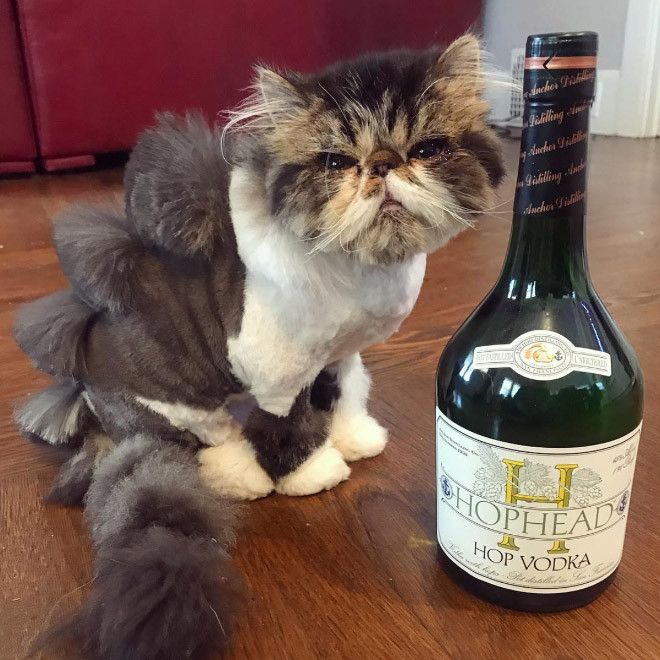 Kucing bergaya dinosaurus