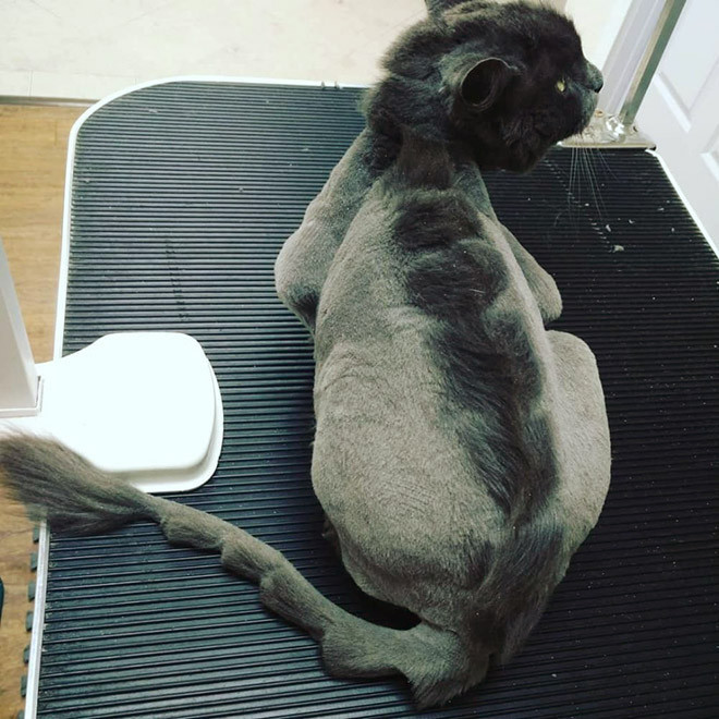 Kucing bergaya dinosaurus
