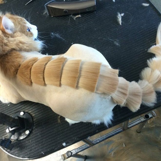 Kucing bergaya dinosaurus