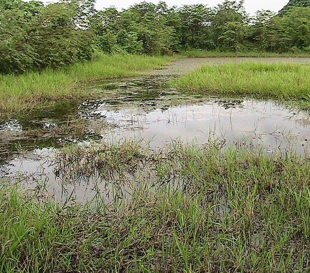 Kolam baru yang akan jadi lokasi peternakan ikan.