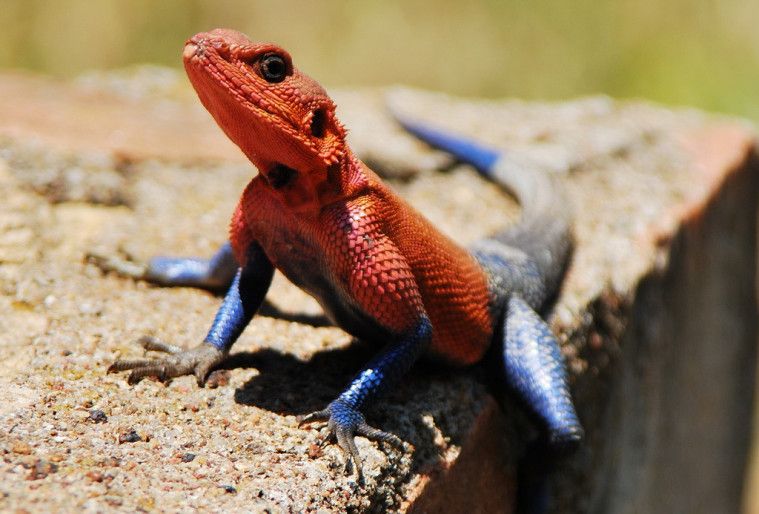Inilah 5 Jenis Reptil Mengagumkan yang Gak Pernah Kamu Temuin!