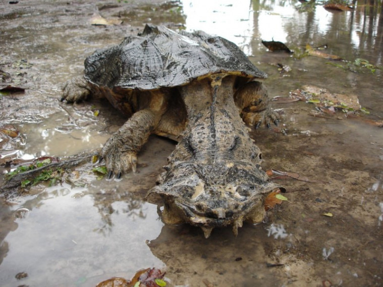 Inilah 5 Jenis Reptil Mengagumkan yang Gak Pernah Kamu Temuin!