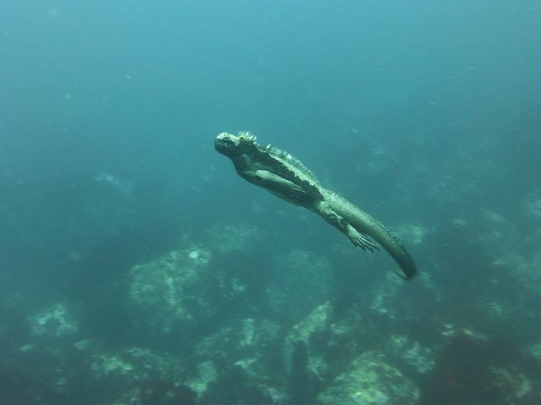 Inilah 5 Jenis Reptil Mengagumkan yang Gak Pernah Kamu Temuin!