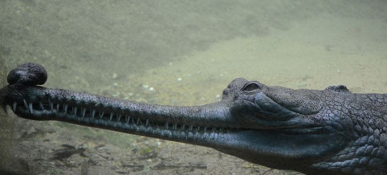 Inilah 5 Jenis Reptil Mengagumkan yang Gak Pernah Kamu Temuin!