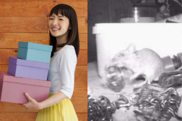 Tikus ini dianggap jelmaan Marie Kondo, ikon kerapihan