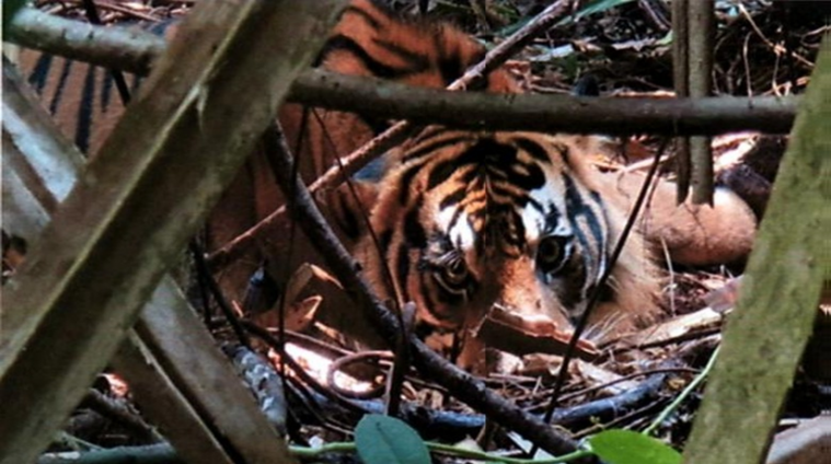 Cerita Mengerikan Tim Patroli Saat Temukan Harimau Terjerat Kawat di Riau