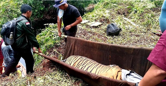 Cerita Mengerikan Tim Patroli Saat Temukan Harimau Terjerat Kawat di Riau