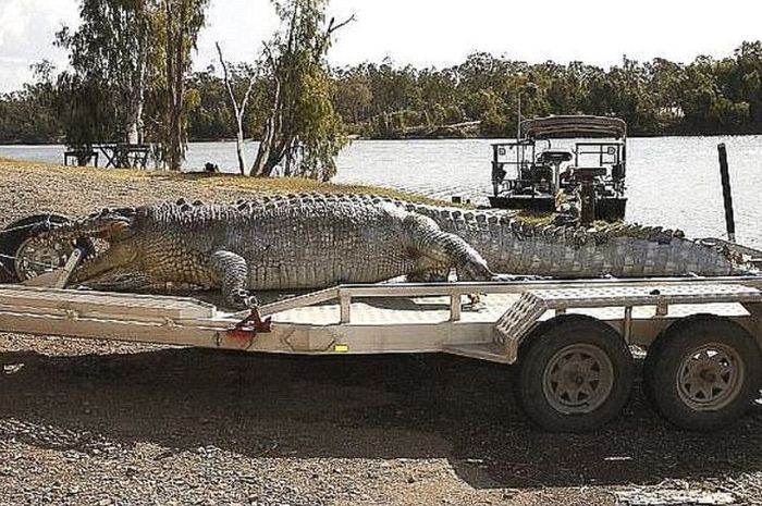 buaya besar