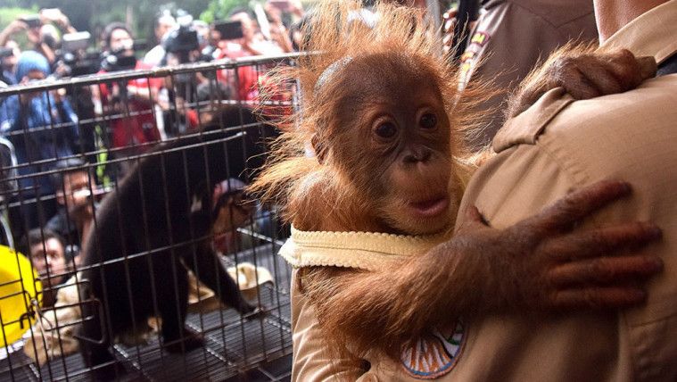 Hewan-hewan dilindungi dijual bebas