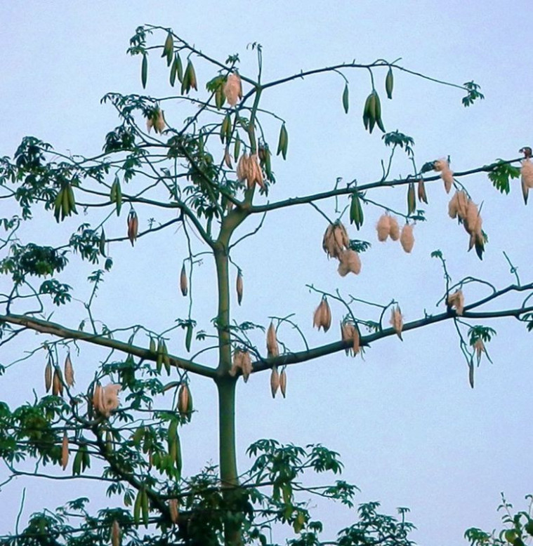 5 Pohon Ini Diyakini sebagai Tempat Tinggal Makhluk Halus!