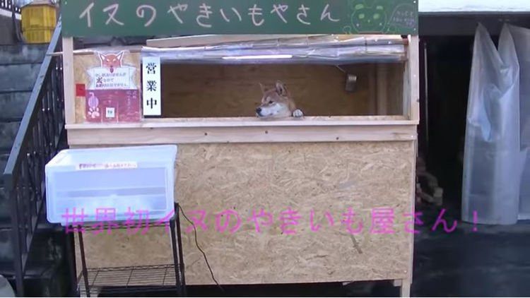 Shiba-Inu