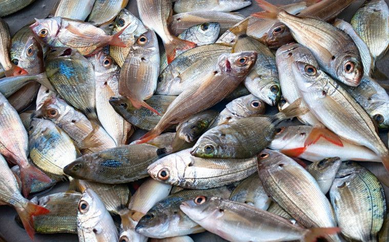 Ikan di supermarket