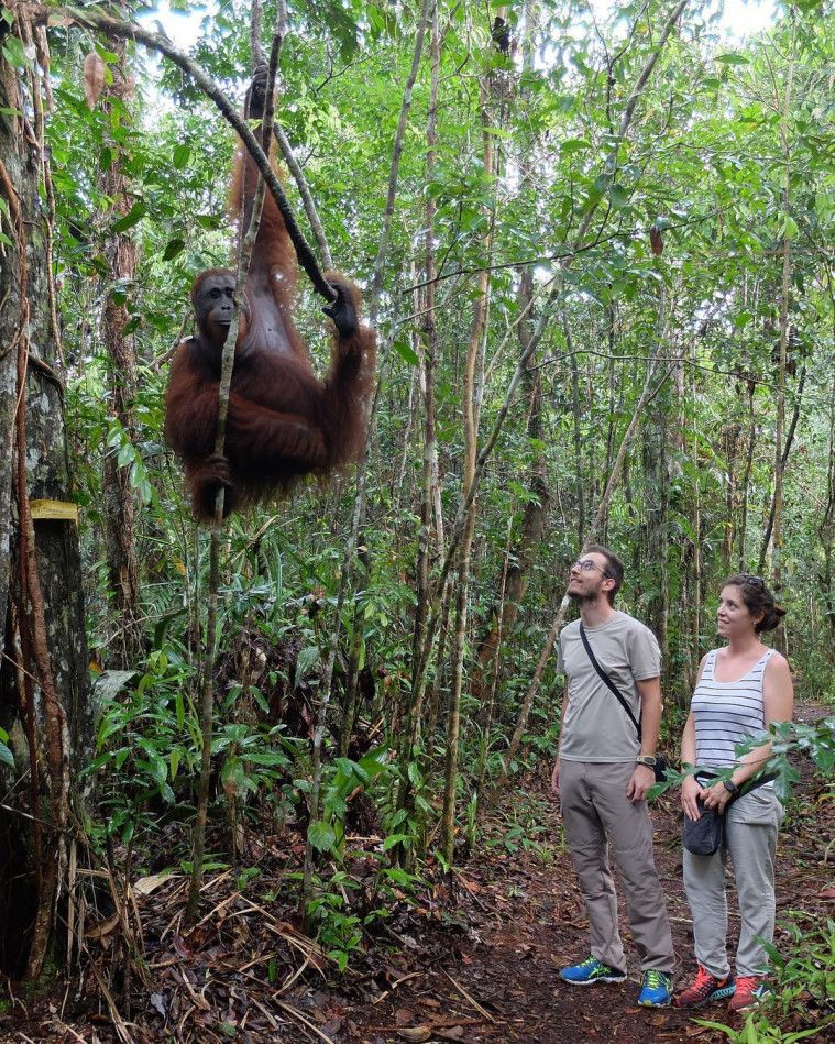 Taman Nasional Di Indonesia Yang Jadi Rumah Satwa Endemik