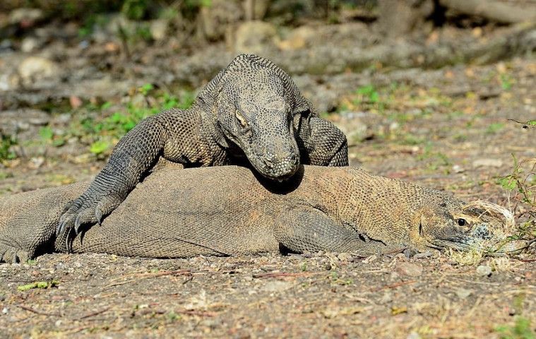 Taman Nasional Gunung Leuser Wikipedia Bahasa Indonesia