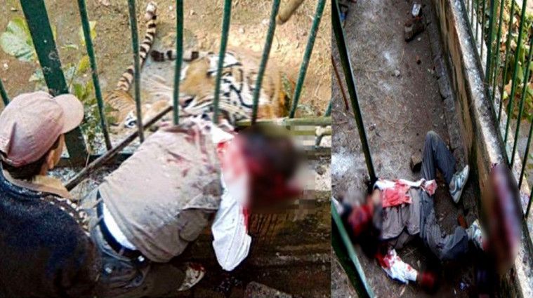 5 Kecelakaan di Kebun Binatang Akibat Kecerobohan Pengunjung