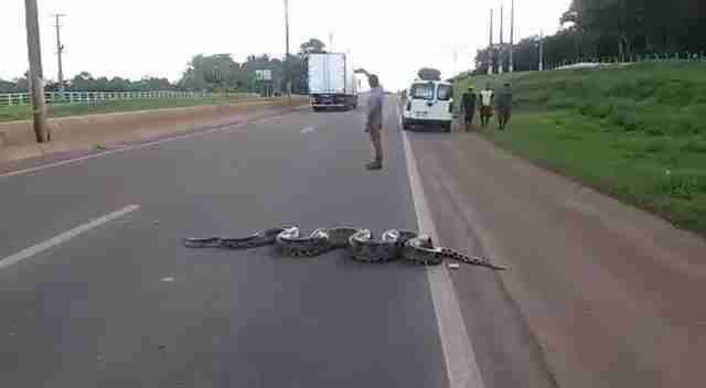 anaconda raksasa