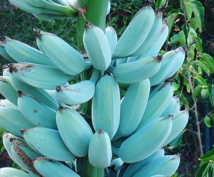 blue java banana 1