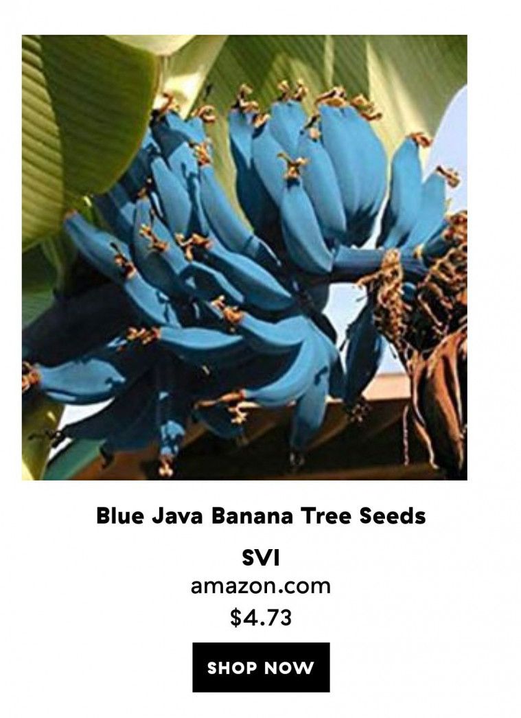 blue java banana 1