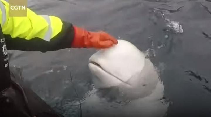 Paus beluga diduga mata-mata AL Rusia