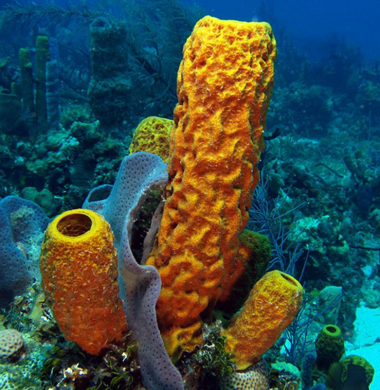 spons laut