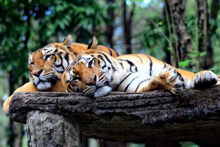 Lebih banyak harimau yang ada di penangkaran daripada di alam bebas