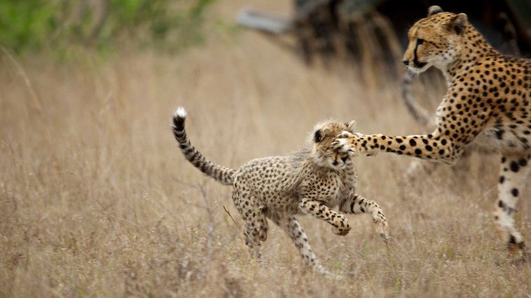 Cheetah gak bisa mengaum